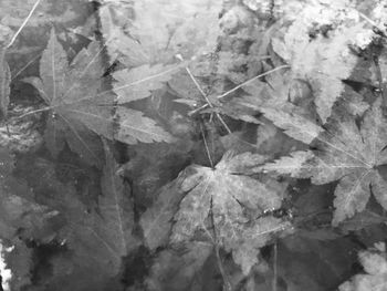 Close-up of leaves