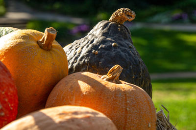 The pumpkin picture was taken at the pumpkin exhibition in the blooming baroque in ludwigsburg.
