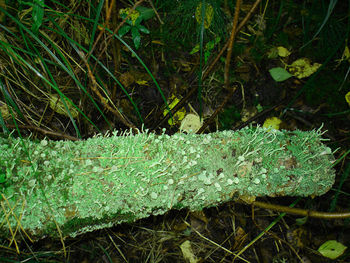 Plants growing on field