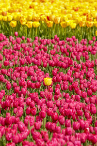 Full frame shot of multi colored tulips