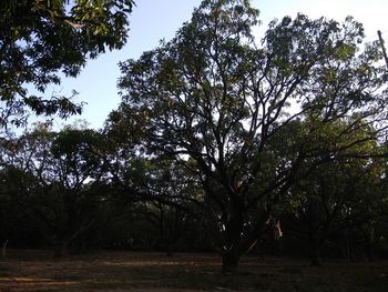 Trees in forest against sky