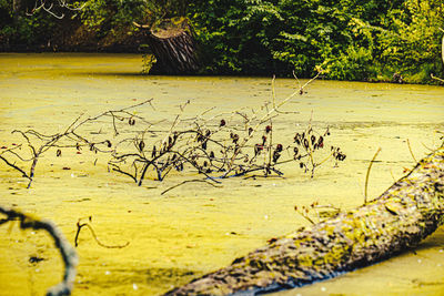 Scenic view of lake in forest