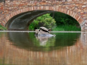 Tortoise on wooden post in river