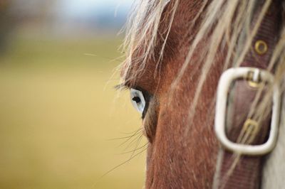 Cropped image of horse