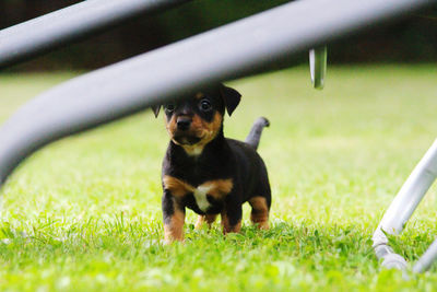 Dog sitting on grass