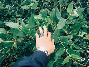 High angle view of hand touching plant