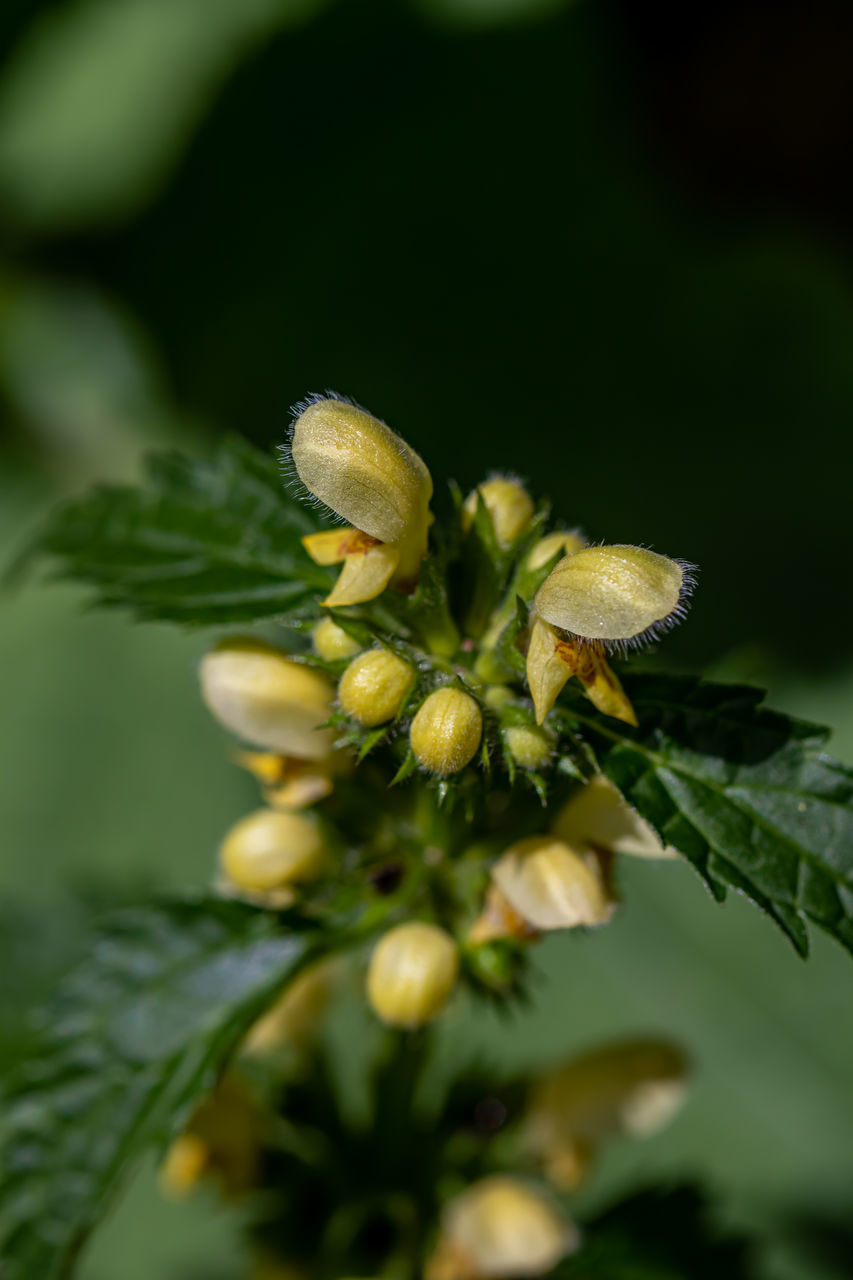 CLOSE-UP OF GREEN PLANT