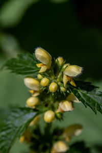 Close-up of flowering plant