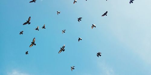 Low angle view of birds flying in the sky