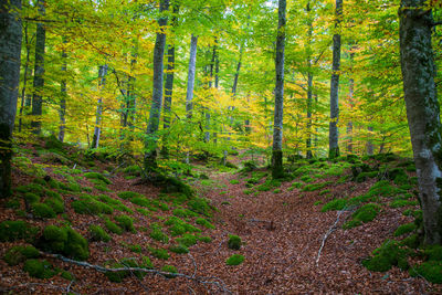 Pine trees in forest during autumn