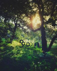 Trees in park