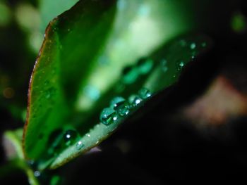 Close-up of water drops on leaf