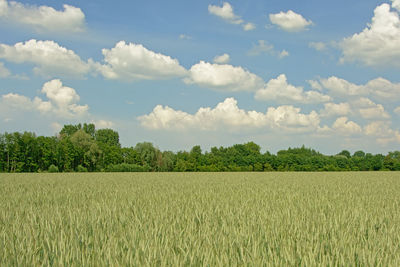 Scenic view of agricultural field against sky