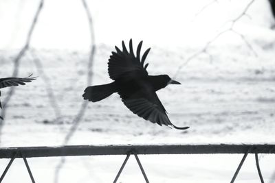 Bird flying