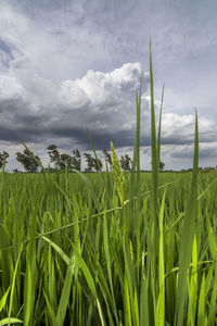 Crops growing on field against sky