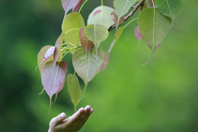 Close-up of hand holding leaves