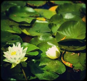 Close-up of lotus water lily in pond