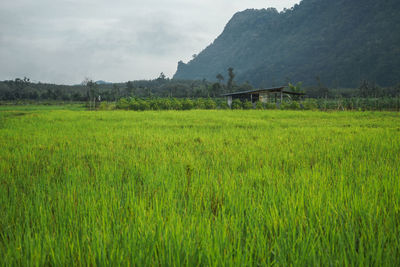 Scenic view of agricultural field against sky