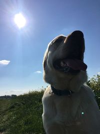 Close-up of dog on field against sky