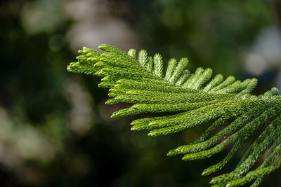 Close-up of green plant