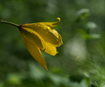 Close-up of yellow flowering plant