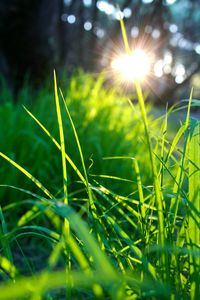 Close-up of grass growing in field