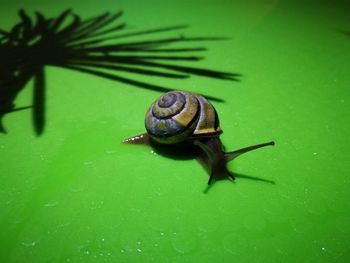 Close-up of snail