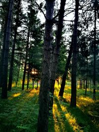 Trees growing in forest