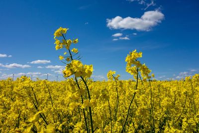 Scenic view of oilseed rape field against sky