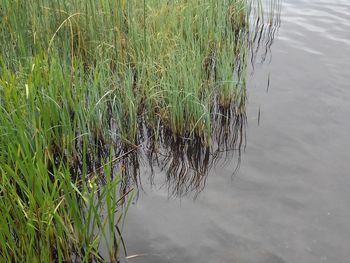 Reflection of trees in calm lake