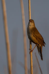 Close-up of bird perching on a branch