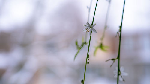 Close-up of white flowering plant