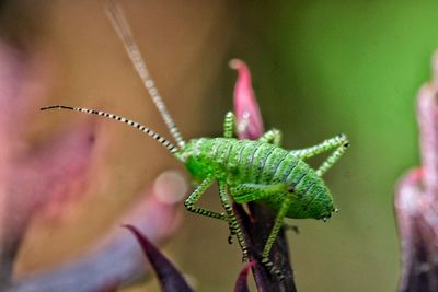 Close-up of insect on plant