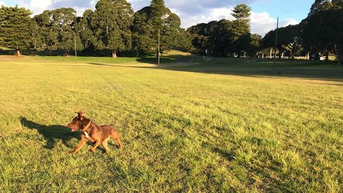 View of dog on field