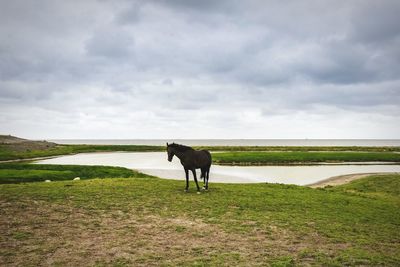 Scenic view of grassy landscape against cloudy sky