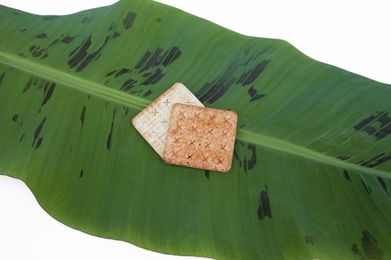 HIGH ANGLE VIEW OF BANANA LEAF ON PLANT