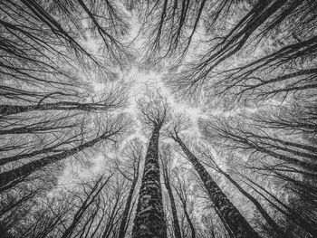 Low angle view of bare trees in forest