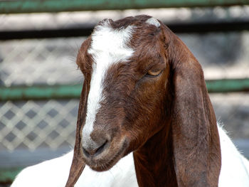 Close-up of a horse in ranch