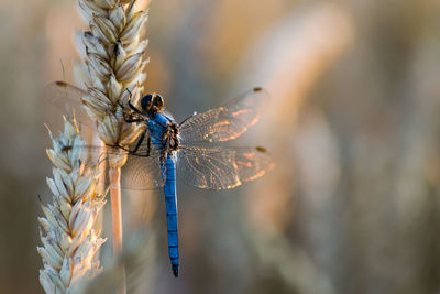 Close-up of damselfly on leaf