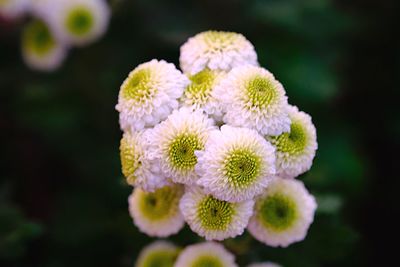 Close-up of white flowering plant