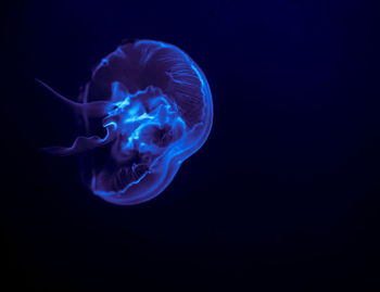 Jellyfish swimming in sea