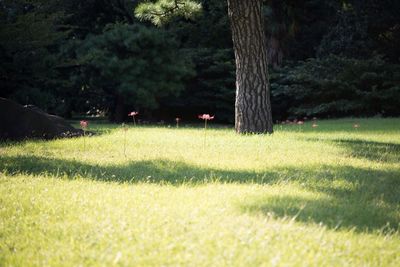 Trees on grassy field