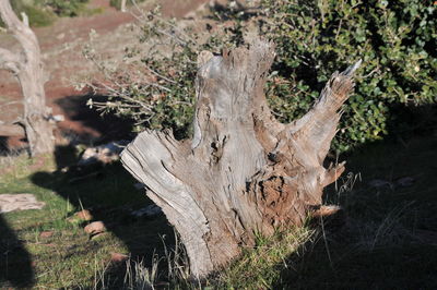 Tree stump on field