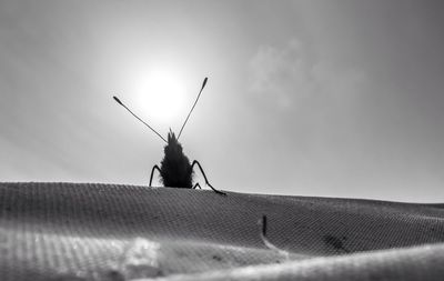 Close-up of insect on textured surface against sky