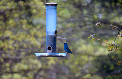 Close-up of bird perching on a feeder