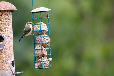 Close-up of bird perching on feeder