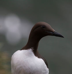 Close-up of bird