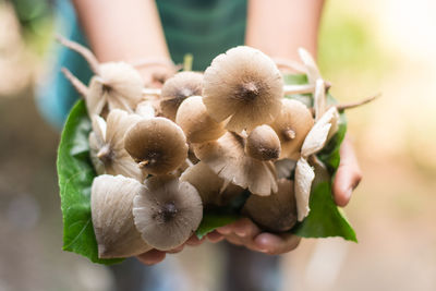 Midsection of woman holding mushrooms