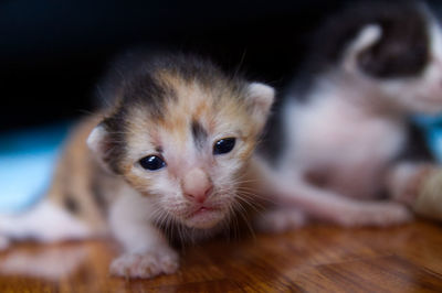 Close-up portrait of kitten