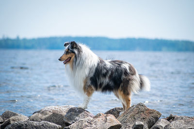 Dog on rock by sea against sky